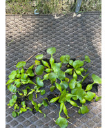 (10) Water Hyacinth 5 Large &amp; 5 Small Koi Pond Floating Plants Rid Algae - $47.50