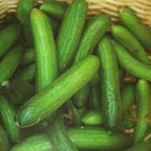 25 Seeds Beit Alpha Cucumber Planting Edible Food Garden USA Shipping - £7.51 GBP