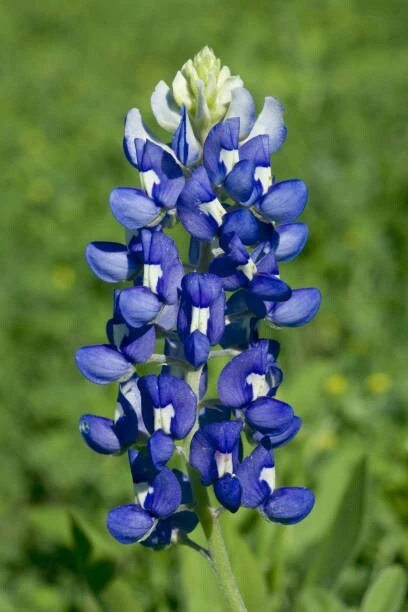 50 TEXAS BLUEBONNET SEEDS | SALE NON GMO - $7.47