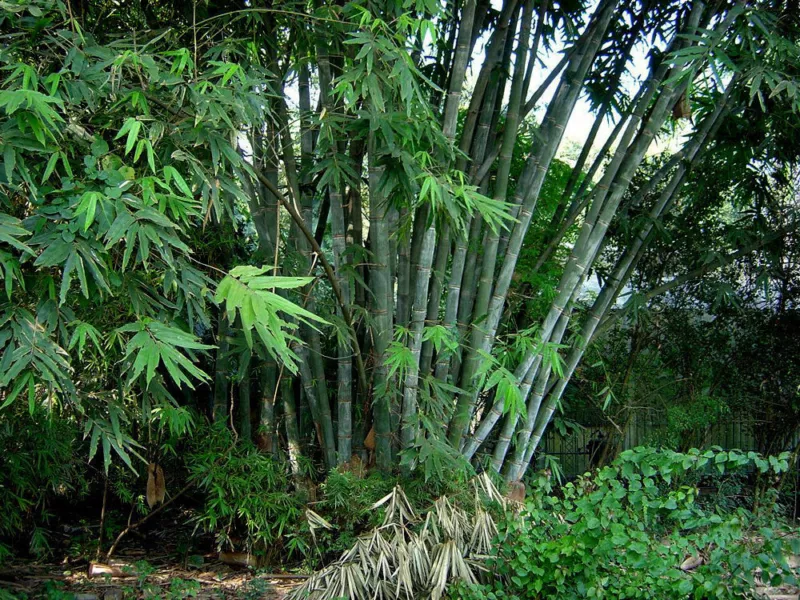 20 Dendrocalamus Strictus Seeds Male Bambu Iron Bambu - £9.36 GBP