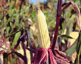 50 Kandy Korn Corn Sweet Yellow Corn Red Husk H.S.E. Zea Mays Vegetable Seeds Fr - £8.26 GBP