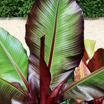 5 Red Abyssinian Banana Musa Ensete Ventricosum Flowering Fruit Tree Seeds New F - $24.90