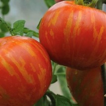 Tigerella Tomato Seeds Gardening Usa Seller - £3.36 GBP