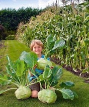 THJAR Big Daddy White Kohlrabi Giant Cabbage Seeds | 200+ Seed Packet | Grow Thi - $17.96