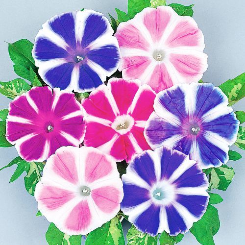 SL Morning Glory Mixed Colorful Petals With White Stripe Flower Seeds - $0.67