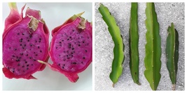 USA Seller Purple dragonfruit cutting - £33.79 GBP