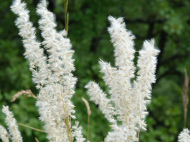 BPA 20 Seeds White Melic Grass Melica Ciliata Silky Spike Pearl Hairy Grass Flow - £7.91 GBP