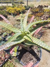 Aloe Arborenscens (1 Gal. Pot) - £31.12 GBP