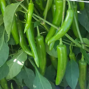 10 Korean Gochujang Hot Pepper Seeds Specialty Usa Spicy Fresh Garden - £7.86 GBP