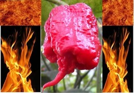 Super Hot Pepper Seeds Rare variety list Carolina Reaper Ghost Trinidad Chili - £2.21 GBP+