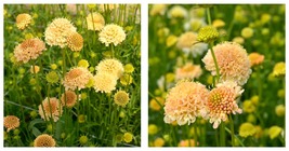 150 Scabiosa Atropurpurea &#39;Fata Morgana&#39; Seeds - Garden - INTERNATIONALSHIP - £18.95 GBP