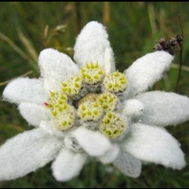 Edelweiss Alpinum Flower Seeds Organic Fresh Garden USA Shipping - £7.50 GBP