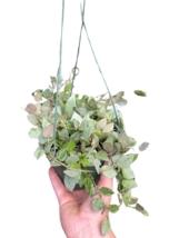 Item image 1 image 1