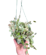 Hoya Krohiana 'Eskimo' - $39.99