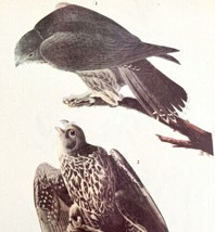 Gyrfalcon Bird Print 1946 Color Art John James Audubon Nature Antique DWV2E - $39.99