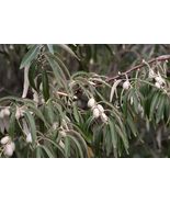Russian Olive Organic 20 seeds From US - £7.23 GBP