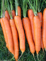 Carrot Imperator 7 To 9 Long 775 Seeds Garden USA - £3.45 GBP