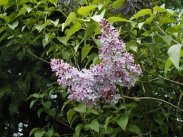 Guashi Store Lilac Old Fashion Common Bush Syringa Vulgaris 140 Seed - £6.86 GBP