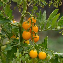 Rare Tomato Kozula 100 Yellow Seeds (5) - Vibrant Garden Addition for Homegrown  - £5.49 GBP