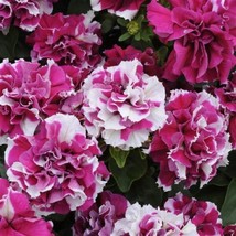 Pelleted Petunia Seeds Double Madness Rose Star 50 Pelleted Seeds Fresh Garden U - $28.75