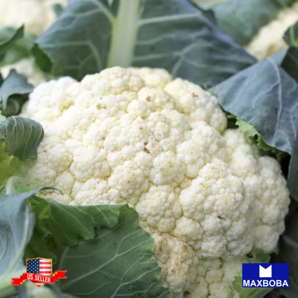 1000 Cauliflower Seeds Self-Blanche Vegetable Heirloom Non-Gmo Garden - £4.67 GBP