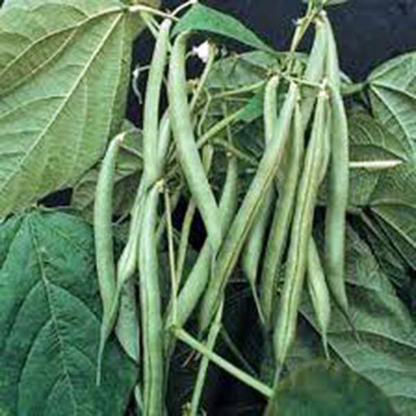 TISSEEDS Bean Blue Lake Bush Green Bean Heirloom 20 Seeds Tasty Beans Seed FAST  - $8.99