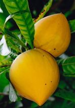 10 seeds Lucuma Nervosa Egg Yolk Fruit Seed Seed Plants Seed - £21.24 GBP