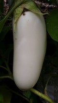 SR12Store 30 Japanese White Eggplant Seeds Large Heirloom US Product - £6.47 GBP