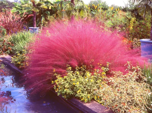 40 Pink Muhly Grass Cotton Candy Grass Muhlenbergia Capillaris Native Seeds Fres - £9.59 GBP