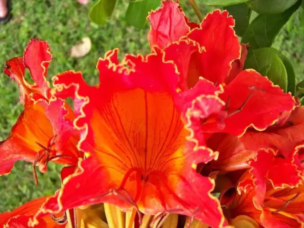 Top Seller 15 Red African Tulip Tree Fire Tree Flame Of Forest Spathodea... - £11.48 GBP