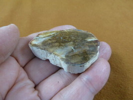 R805-4) genuine fossil Petrified Wood slice specimen Madagascar organic ... - $14.95