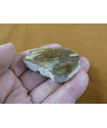 R805-4) genuine fossil Petrified Wood slice specimen Madagascar organic ... - €12,74 EUR