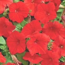 2000 Seeds &quot;Fire Chief&quot; Dwarf Petunia Garden Patio Containers Hanging Baskets - £13.11 GBP