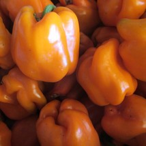 Organic Orange Bell Pepper New Fresh Seeds - $9.00