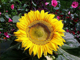 Sunflower Sunspot Dwarf 2 Ft Tall Yellow Flower 45 Seeds Fresh Seeds USA - £4.74 GBP