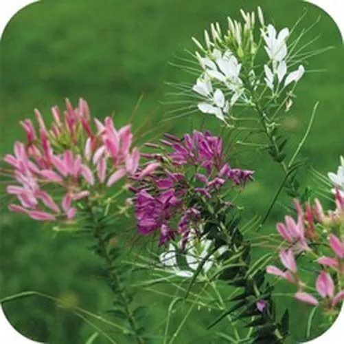 Fresh Seeds Cleome Queens Mixed Also Known As &quot;Spider Flower&quot; Nice Flower 100 Se - £9.41 GBP