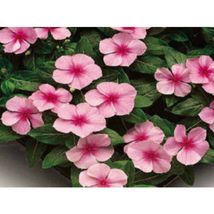 Vinca Sunsplash Light Pink Flower 50 Seeds #MBG02  - £15.42 GBP