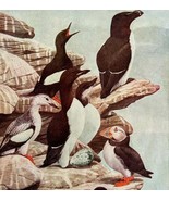 Puffin Auk And Other Sea Birds 1936 Bird Art Lithograph Color Plate Prin... - $760.08 MXN