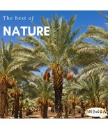 Ramadan &quot;Sinai 100% Natural Egyptian Tamar Tamr (Dates) Tamar Halal تمر ... - $29.99