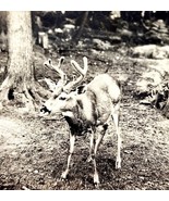RPPC Whitetail Deer Buck Washington 1920s Ellis Animals Pacific NW PCBG6F - $35.09 CAD
