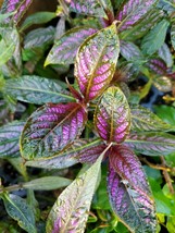 Persian Shield Live Plant 5 to 7 inches~ Strobilanthes~Houseplant - $29.58