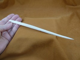 (F352-301) XL 8-1/8&quot; Stingray Ray barbs modern Himantura chaophraya barb... - $92.99