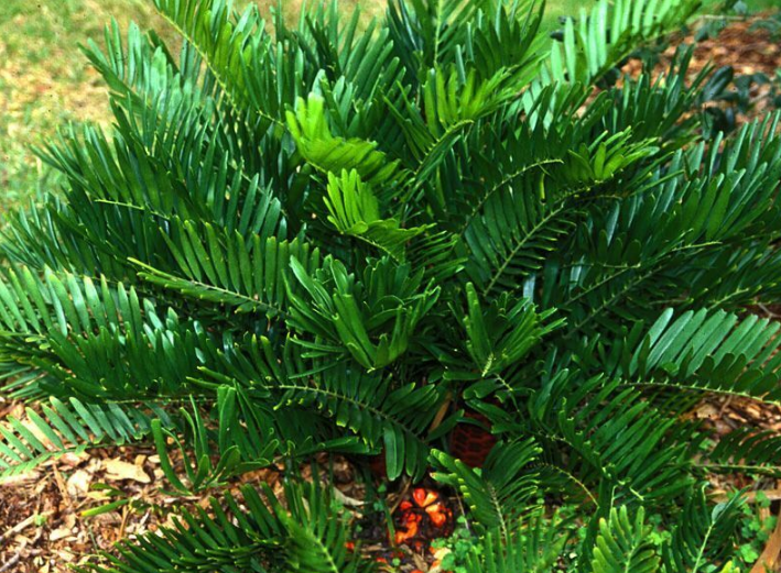5 Pc Seeds Coontie Cycad Plant, Zamia floridana Seeds for Planting | RK