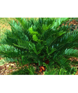 5 Pc Seeds Coontie Cycad Plant, Zamia floridana Seeds for Planting | RK - £14.78 GBP