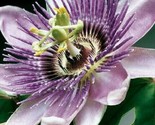 10 Purple Grandilla Passion Flower Passiflora Incarnata Seeds - $5.99