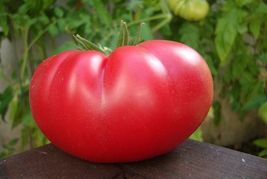 50 Mortgage Lifter Tomato Seeds Organic Native Heirloom Vegetable - £6.26 GBP