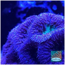 Purple Aussie Blastomussa - £35.16 GBP+