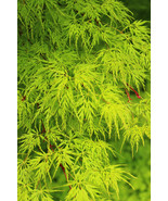10 Upright Green Laceleaf Maple Japanese Seiryu Acer Palmatum Dissectum ... - $26.48 CAD