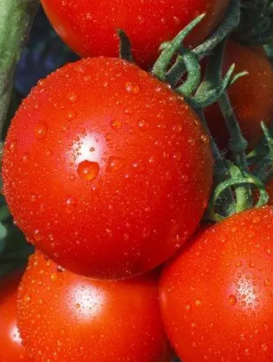 Fresh Tomato New Yorker Organic Seeds Non-Gmo Heirloom Free Usa Shipping Garden - £5.41 GBP