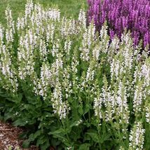 FREE SHIPPING 50 Snow Kiss Salvia Seeds Flower Seed Perennial Flowers Butterfly - £13.57 GBP